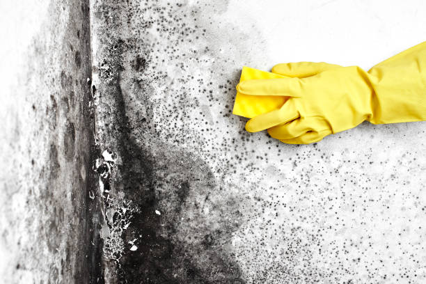 Best Residential Mold Remediation in Sun Village, CA