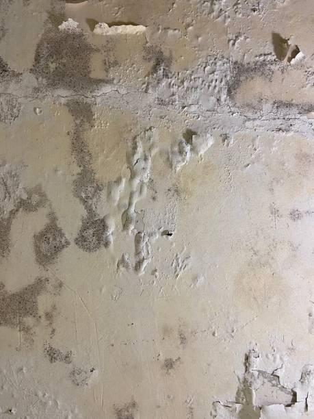 Best Mold Testing and Inspection Services in Sun Village, CA