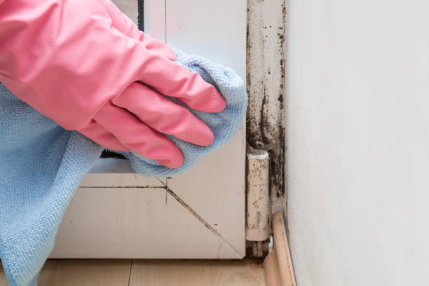 Best Basement Mold Remediation in Sun Village, CA