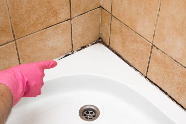 Best Emergency Mold Remediation in Sun Village, CA